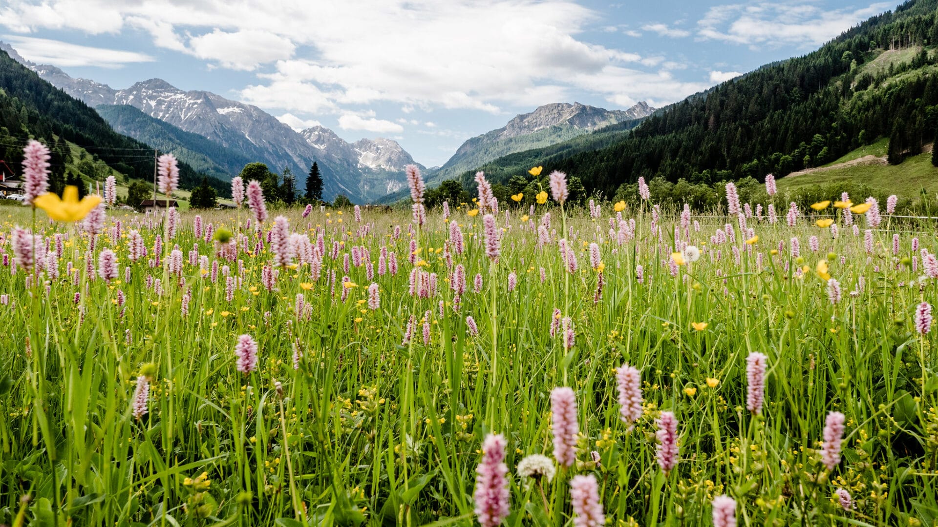 Hofgut-Apartment-Lifestyle-Resort-Erleben-im-Sommer-Wandern-Blumenwiese