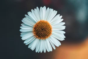 Nærbillede af en margueritblomst - delikat naturlighed og klare linjer, der symboliserer lethed og alpin friskhed.