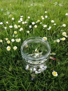 Blomstrende sommereng med margueritter mod en imponerende bjergkulisse - et symbol på alpin frihed, nærhed til naturen og ren livsglæde.