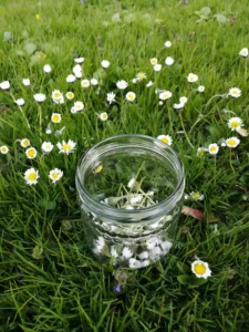 Blomstrende sommereng med margueritter mod en imponerende bjergkulisse - et symbol på alpin frihed, nærhed til naturen og ren livsglæde.