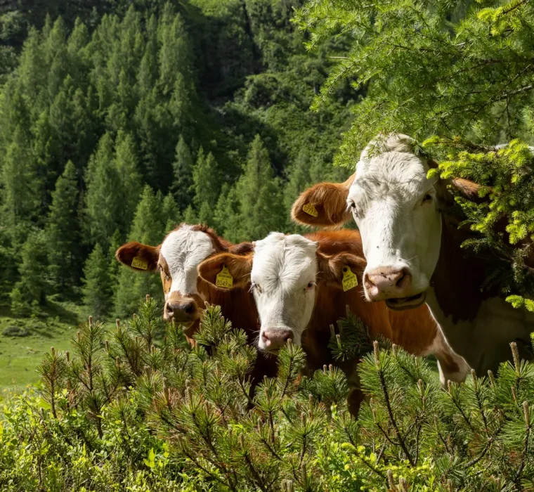 Kühe auf der Alm bei der Steinkaralm in Wagrain-Kleinarl vor einer grünen Alpenlandschaft.