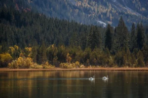 Jägersee im Herbst mit Schwänen und bewaldeter Bergkulisse.